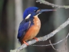 Azure Kingfisher, Australia